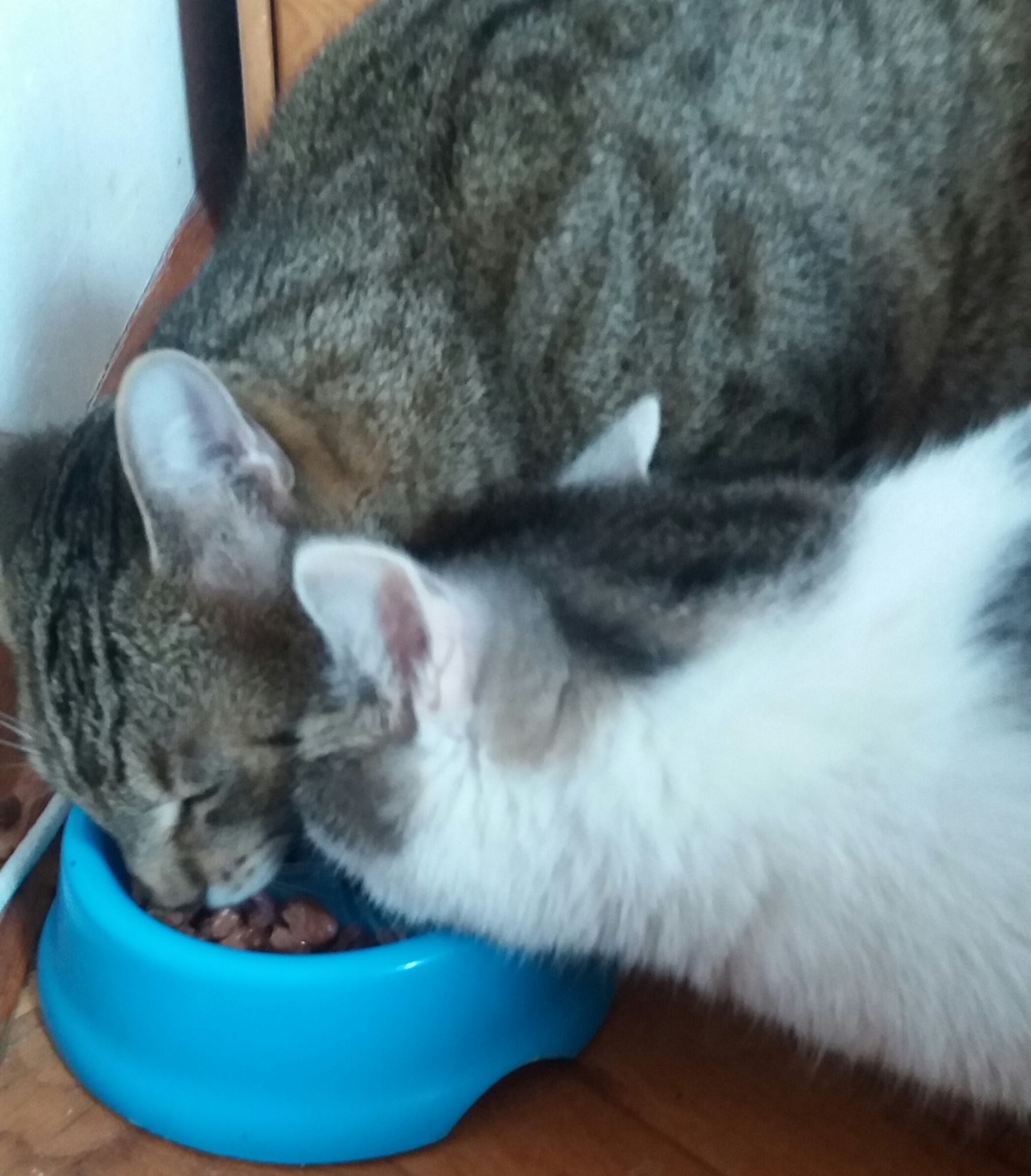 Bild von Flauschi